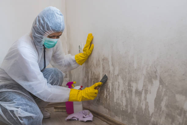 Professional Mold Remediation in Albion, IL