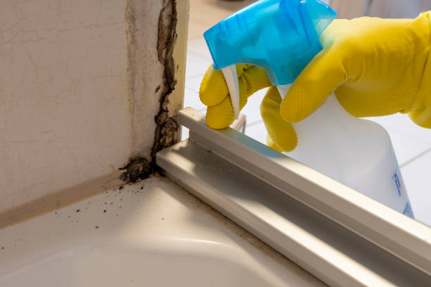 Best Kitchen Mold Remediation in Albion, IL