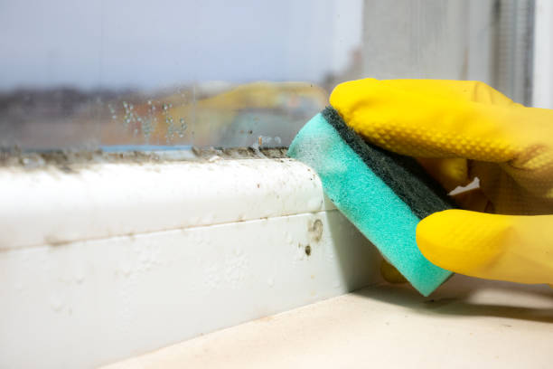 Best HVAC Mold Remediation in Albion, IL