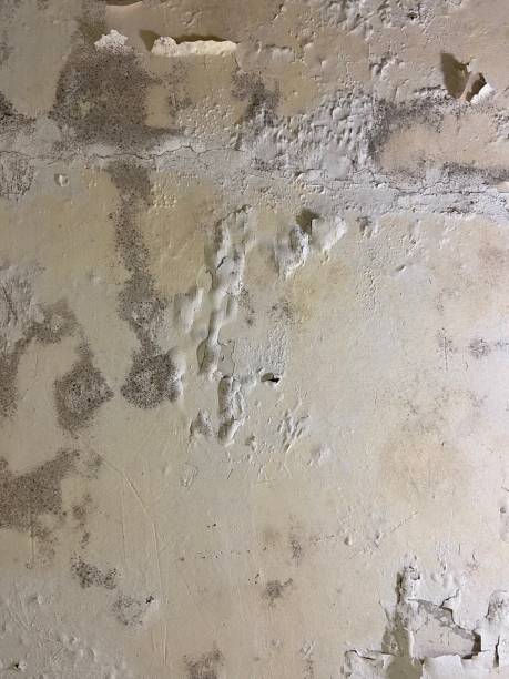 Best Bathroom Mold Remediation in Albion, IL