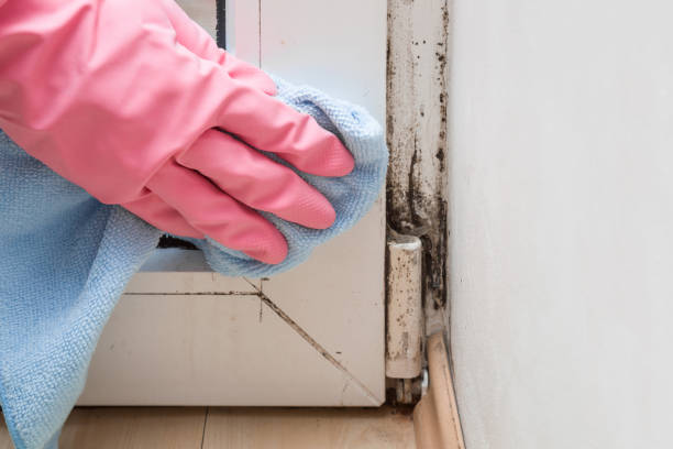 Best Mold Remediation for Schools in Albion, IL
